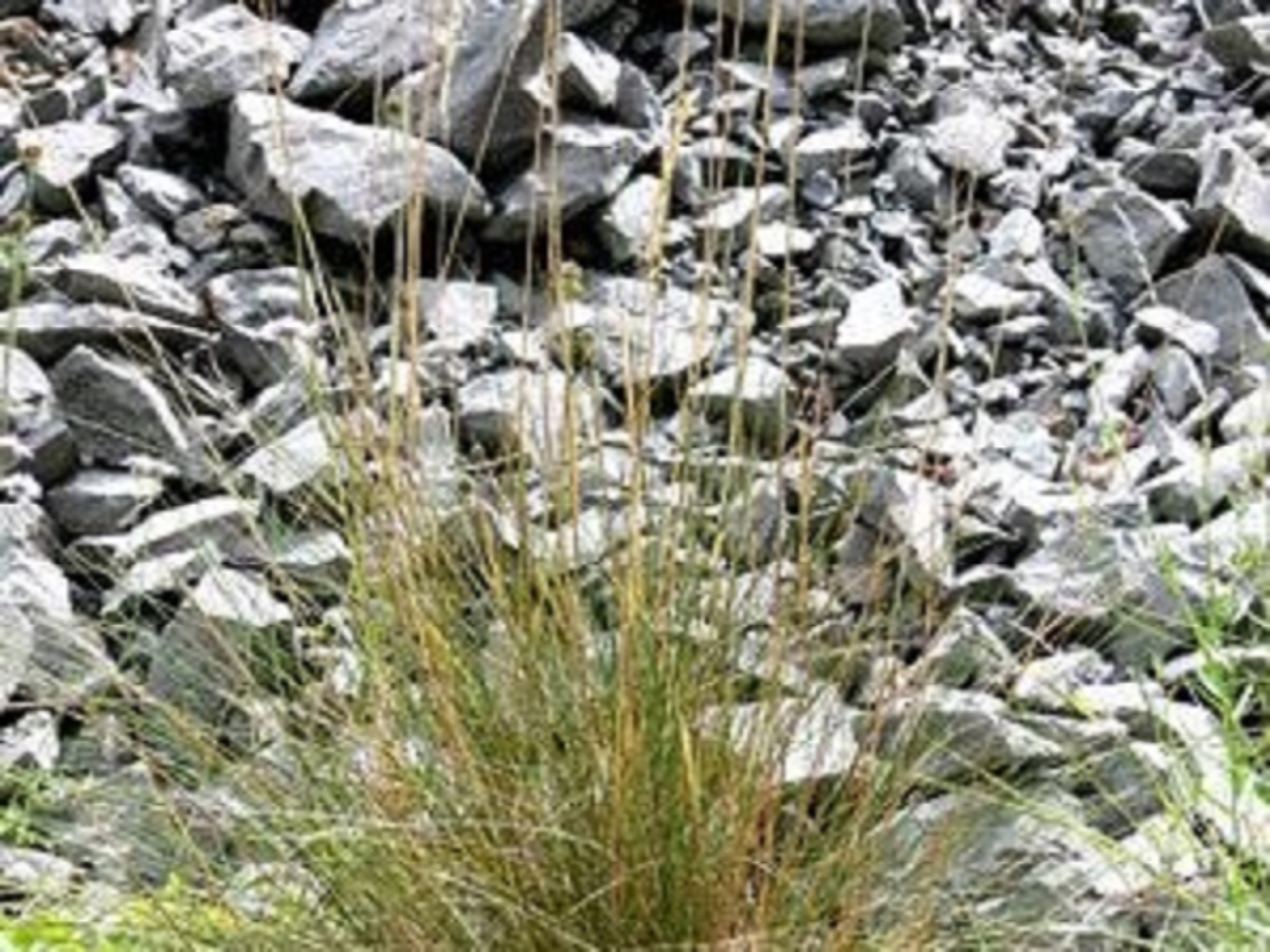 Helictotrichon cantabricum (Poaceae)